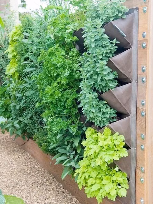 Nha chat vuon nho, nhat dinh phai xem cach trong rau nay