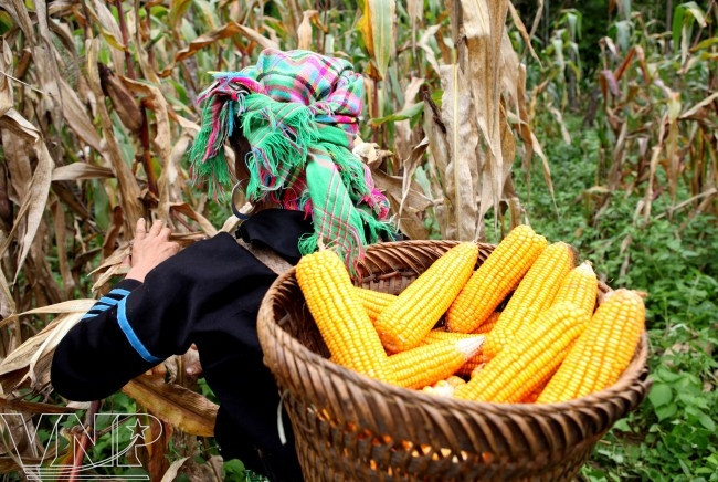 Ngô được nghiền thành bột rồi đồ chín, sau đó nén trên bàn đá, nặn thành hình bầu dục, dài khoảng 15-20cm, bôi mỡ trộn mật ong xung quanh. Ảnh: vnanet.