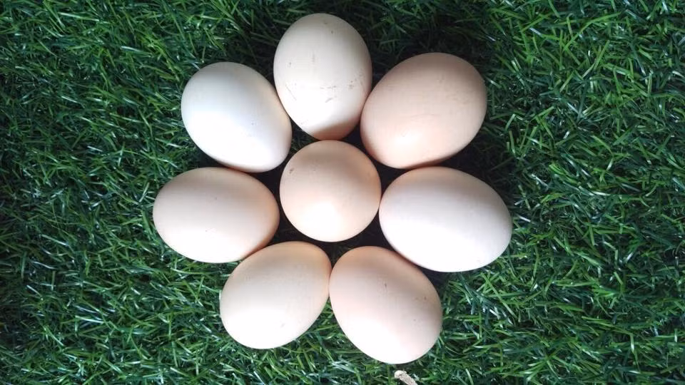 Nếu quả trứng có vết nứt trên vỏ, có chất bột trên vỏ hoặc vỏ trứng trông không được nhẵn nhụi, sạch sẽ thì bạn nên loại bỏ quả trứng này. Ảnh: vifood.