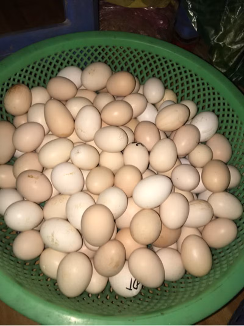 Ngoài ra, bạn có thể nhận biết trứng còn tươi hay đã quá hạn bằng cách quan sát quả trứng đó. Ảnh: thitruongsi.