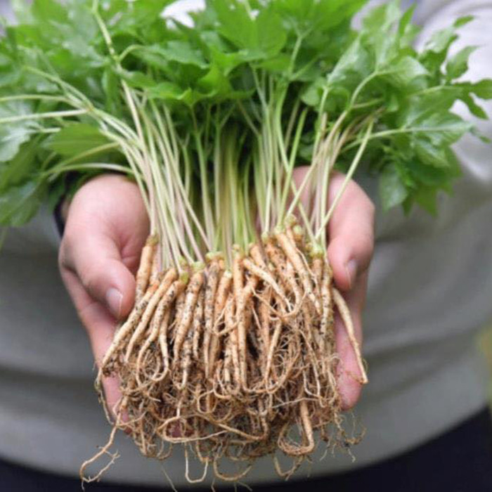 Bên cạnh đó, nhân sâm còn giúp kiểm soát nồng độ insulin ở người mắc bệnh tiểu đường. Ảnh: thuocdantoc.