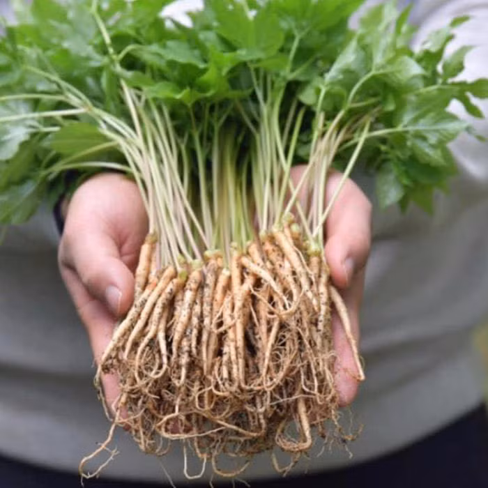 Bên cạnh đó, nhân sâm còn giúp kiểm soát nồng độ insulin ở người mắc bệnh tiểu đường. Ảnh: thuocdantoc.