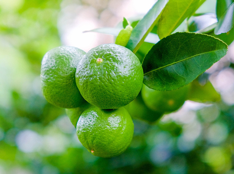 Chanh giàu vitamin C, có tác dụng thanh lọc các cơ quan và tế bào trong cơ thể. Ảnh: thuocdantoc.