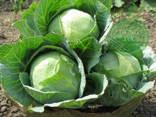 Không chỉ chứa nhiều chất xơ, giúp khử độc, làm sạch hệ tiêu hóa một cách hiệu quả, bắp cải còn giàu vitamin E, K và axit folic, hỗ trợ quá trình thanh lọc cơ thể. Ảnh: nongsandungha.