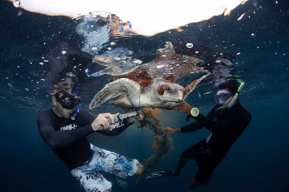 Những con vật có thể bị mắc kẹt trong lưới nhiều tuần, nhiều tháng hay thậm chí nhiều năm. Do đó, khi được tìm thấy, chúng thường đã rất yếu hoặc phải chịu tổn thương nặng nề trên cơ thể. Nhiều con vật cũng chết đói, kiệt sức do không thể thoát khỏi tấm lưới. Ảnh: World Sea Turtle.