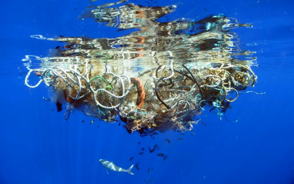 Vướng phải lưới ma không phải mối nguy duy nhất của các sinh vật biển. Khi ăn phải những thứ như móc, dây, lưới, chúng sẽ bị thủng đường tiêu hóa, nhiễm trùng huyết, nhiễm độc và chết từ từ. Ảnh: NY Daily News.