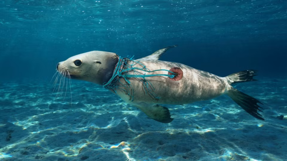 Theo Olive Ridley Project, lưới ma là thuật ngữ chỉ những lưới đánh cá bị bỏ lại hoặc mất trên biển hoặc bến cảng. Chúng là một phần của những ngư cụ bị ngư dân bỏ lại ngoài biển, bao gồm lưới, dây, bẫy, chậu... Ảnh: MedPharmes.