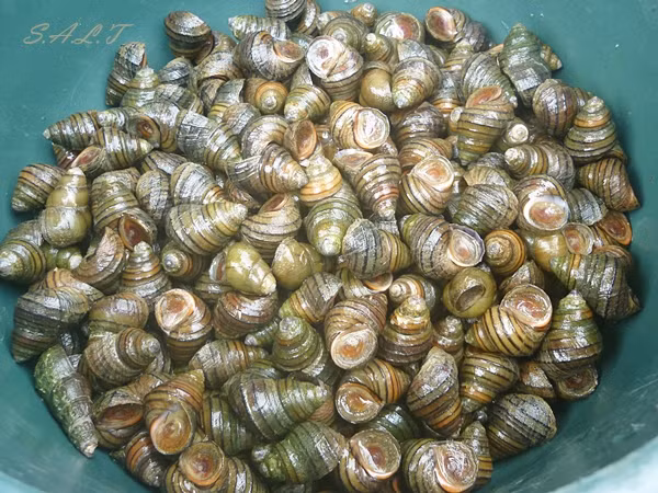 Chữa trĩ: Bài thuốc cần ốc đồng sống 1 con và băng phiến. Cách chế bài thuốc rất đơn giản, đầu tiên bạn hãy gỡ yếm ốc ra, rồi đặt băng phiến vào miệng ốc tới khi ốc tiết nước ra lấy nước đó bôi vào vùng trĩ. Ảnh: SALT.