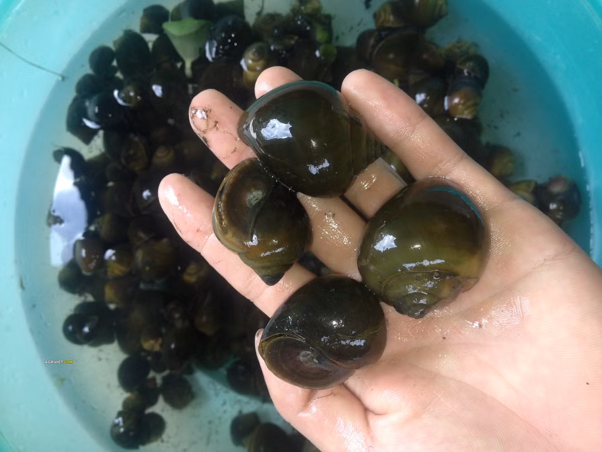 Dưới đây là một số bài thuốc từ ốc chữa bệnh theo dân gian.