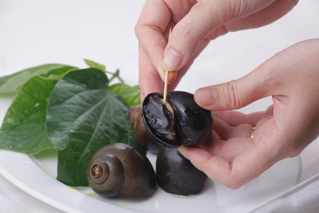 Chữa kiết lỵ: Với bệnh này, bạn lấy 200g ốc nhồi, lá mơ 30g, muối vừa đủ. Chế thuốc bằng cách đập ốc lấy thịt ốc, rửa sạch trộn đều với lá mơ thái nhỏ, hấp cách thủy đến khi ốc chín. Cuối cùng bạn hãy ăn thịt ốc và lá mơ để chữa bệnh. Ảnh: Dân Việt.