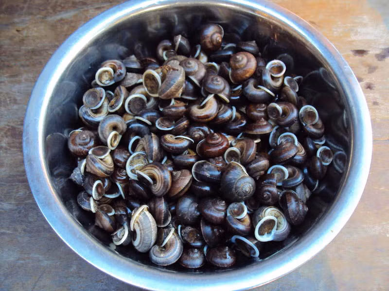 Ốc được chế biến rất đơn giản nhưng không phải ai cũng biết cách sử dụng thịt ốc chữa bệnh đúng. Theo lời khuyên của những người dân địa phương, bạn nên ăn toàn bộ phần thịt ốc, xoắn ốc để tăng công dụng chữa bệnh. Ảnh: Pasgo. 