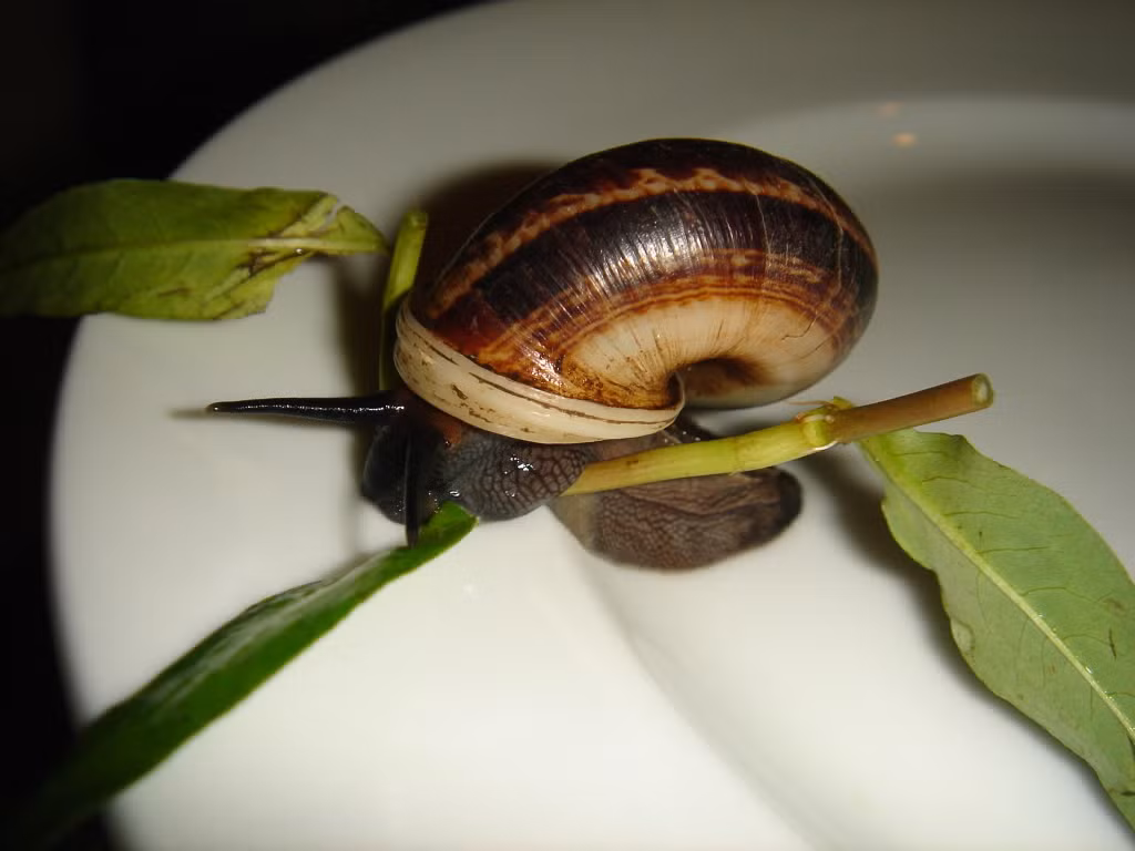 Lưu ý, khi sơ chế ốc, bạn không nên ngâm ốc quá lâu trong nước vì sẽ làm mất đi chất dinh dưỡng của ốc. Ảnh: Phượt. (Thông tin trong bài viết chỉ mang tính tham khảo, trước khi sử dụng bài thuốc, bạn vui lòng hỏi ý kiến bác sĩ).