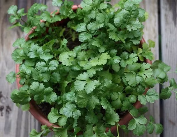 Đau bụng do rối loạn tiêu hóa cũng có thể dùng rau mùi để trị bệnh. 8g rau mùi, hoàng liên, đinh hương, quất bì mỗi thứ 4g đem tất cả sắc lên cùng với 500ml nước cho đến khi còn khoảng 300ml thì dừng. Chia nước này thành 2 phần, uống hết trong ngày. Uống liên tục trong 3 ngày để các triệu chứng bệnh mất hẳn. Ảnh: Rau sạch online.