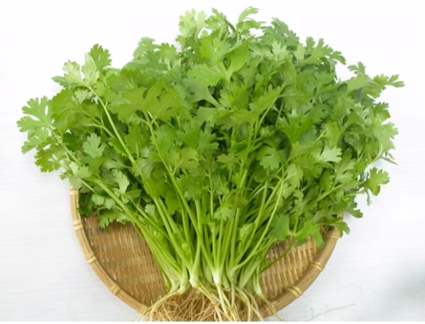 Bai thuoc tu rau mui ta tri cac benh mua dong