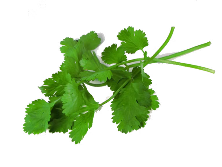 Ngoài ra, bạn cũng có thể sử dụng bài thuốc từ rau mùi để lợi sữa cho phụ nữ mới sinh và chữa nhiều bệnh khác nhau. Ảnh: Sổ tay y học.