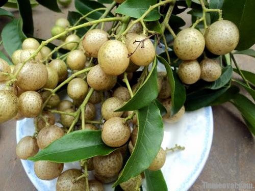 Loại quả đặc sản vùng cao có công dụng chữa bệnh tốt đầu tiên phải kể đến là mắc mật. Quả mắc mật có nhiều ở vùng núi phía Bắc nước ta nhất là ở các tỉnh Cao Bằng, Lai Châu, Sơn La và Hà Giang.