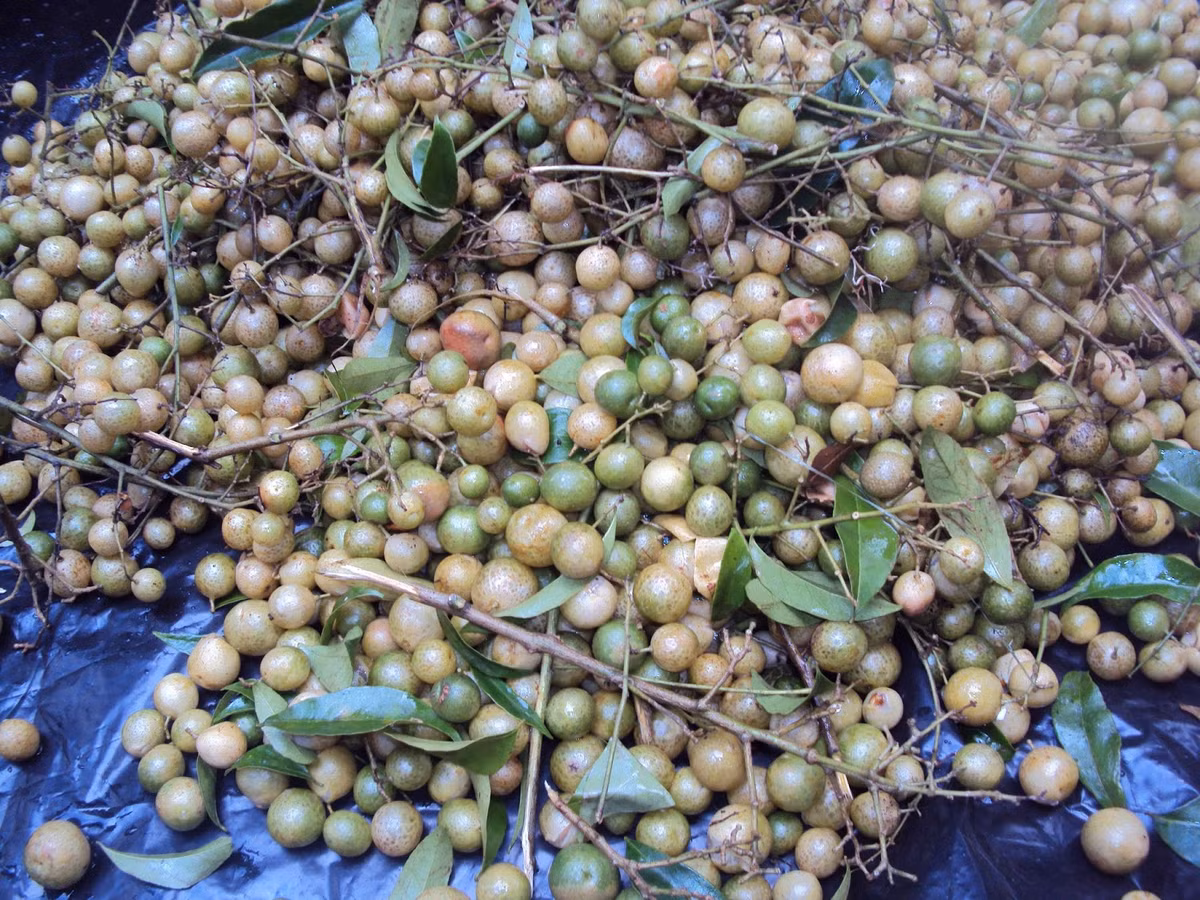 Tinh dầu quả mắc mật có tác dụng bảo vệ gan, giảm đau, là nguyên liệu để làm thuốc rất được yêu thích.