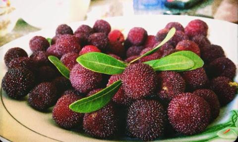 Hạt thanh mai được dùng chữa mồ hôi chân. Vỏ thân, rễ dùng dưới dạng sắc để điều trị vết loét ngoài da hoặc ngộ độc do thạch tín.