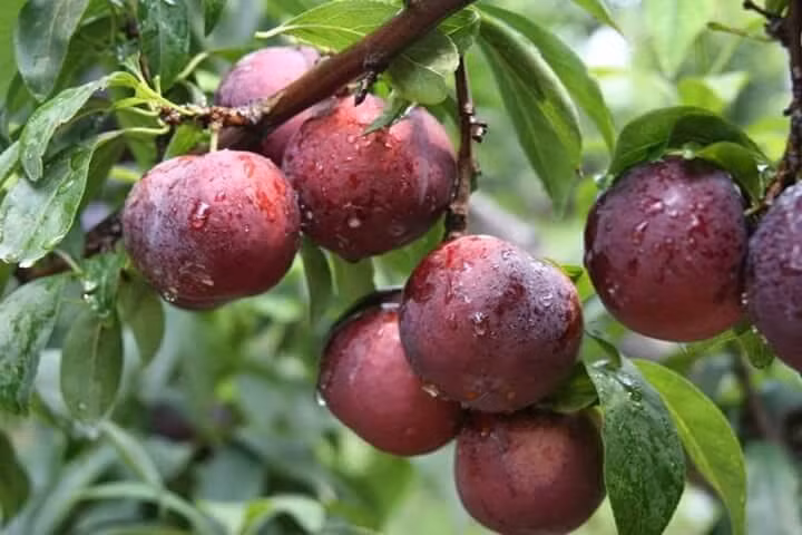 Trong mận chứa nhiều chất xơ và isatin, sorbitol, giúp điều chỉnh chức năng của hệ tiêu hóa, giảm táo bón rất tốt.