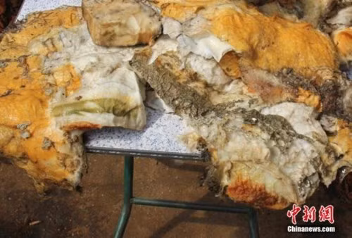 Loại nấm này thậm chí cả đời bạn cũng khó có cơ hội được nhìn thấy vì nó quá hiếm có và ít gặp. Ảnh: Sina.