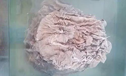 Một cây nấm linh chi Thái Tuế có giá không dưới 8.000 USD. Ảnh: Sina.