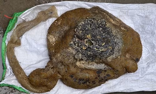 Từ xa xưa loại nấm linh chi này còn được xếp vào hàng siêu phẩm, được dùng cho vua chúa thời xưa để kéo dài tuổi thọ, tẩm bổ sức khỏe. Ảnh: Sina.