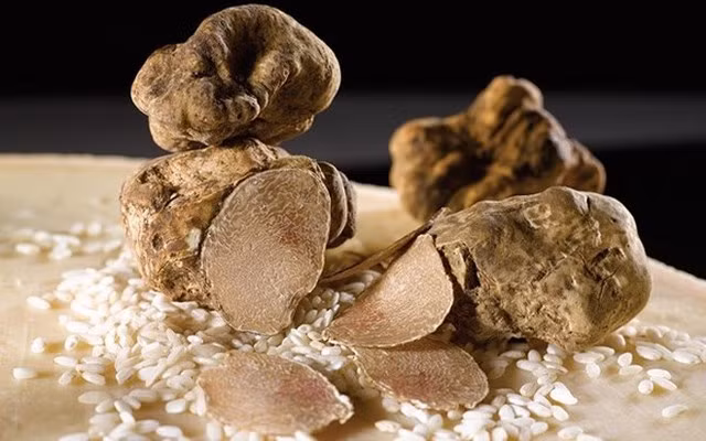 Thánh địa của Truffle trắng là thị trấn Alba (Piedmont), Florence. Loại nấm tìm được ở đây là bán được giá nhất do hương vị ngon, do thổ nhưỡng riêng của vùng này mang lại.