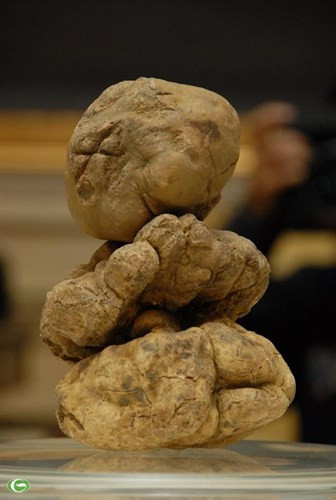 Nấm Truffle là nấm đắt giá nhất thế giới cực hiếm, có giá đắt hạng nhất thế giới, dao động từ vài ngàn đến vài trăm ngàn USD (vài tỷ đồng)/kg. Nấm Truffle được mệnh danh là “vua của các loại nấm”. Ảnh: Kiến Thức.