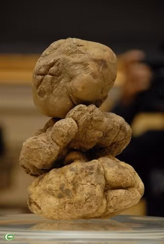 Nấm Truffle là nấm đắt giá nhất thế giới cực hiếm, có giá đắt hạng nhất thế giới, dao động từ vài ngàn đến vài trăm ngàn USD (vài tỷ đồng)/kg. Nấm Truffle được mệnh danh là “vua của các loại nấm”. Ảnh: Kiến Thức.