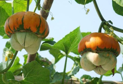 Bí đội nón là loại quả thực phẩm xuất xừ từ Nga mới du nhập vào nước ta. Ảnh: Cây giống VN.