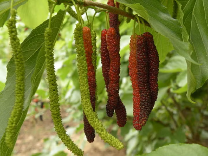  Loại quả ngon lạ có 1 không 2 để ăn Tết sắp tới đầu tiên có thể kể đến là dâu tằm dài còn gọi là dâu tằm ngón tay. Dâu tằm ngón tay đây là loại dâu mới lạ có hình dáng và dài như ngón tay người. Ảnh: Cây giống VN.