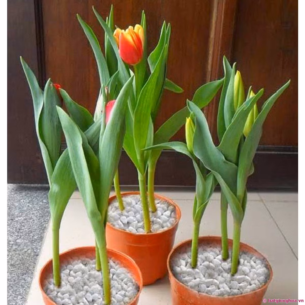 Thời điểm này, để trồng hoa nở đúng dịp Tết bạn nên trồng tuylip và hoa ly lùn. Ảnh: Hạt giống hoa.