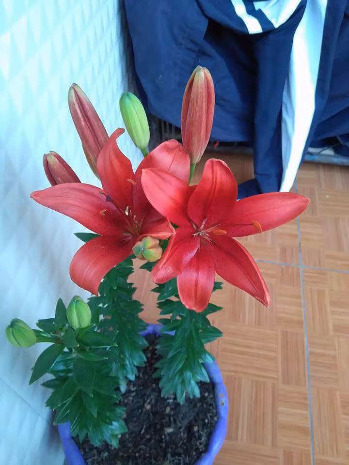 Hoa ly lùn cũng là lựa chọn tốt để trồng lấy hoa chơi Tết. Hoa ly lùn cây thấp, thời gian ra hoa nhanh cũng chỉ cần khoảng 45 ngày là cây ly trồng ra và nở hoa. Ảnh: Facebook hội trồng cây.