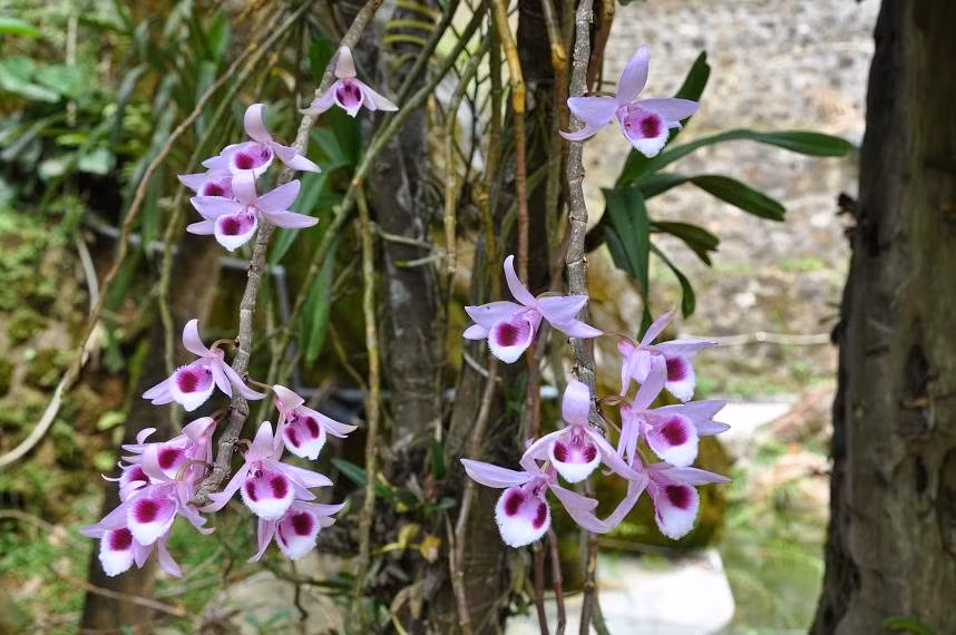 Cây được dùng trong y học cổ truyền với tên vị thuốc là Thạch hộc. Ảnh: Blog cây cảnh.