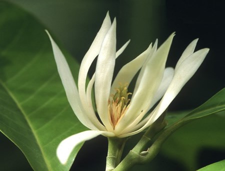 Bài thuốc từ hoa ngọc lan chữa viêm xoang: Bạn hãy lấy hoa lúc còn chưa nở, sấy khô giòn tán và rây thành bột mịn, đựng vào lọ kín. Ảnh: Hoa cây cảnh.