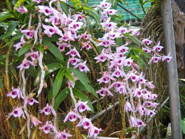 Lan phi diệp chữa bệnh: Loại lan này còn có tên gọi khác như hoàng thảo đùi gà, hoàng thảo cẳng gà, hoàng thảo dẹt. Ảnh: Blog cây cảnh.