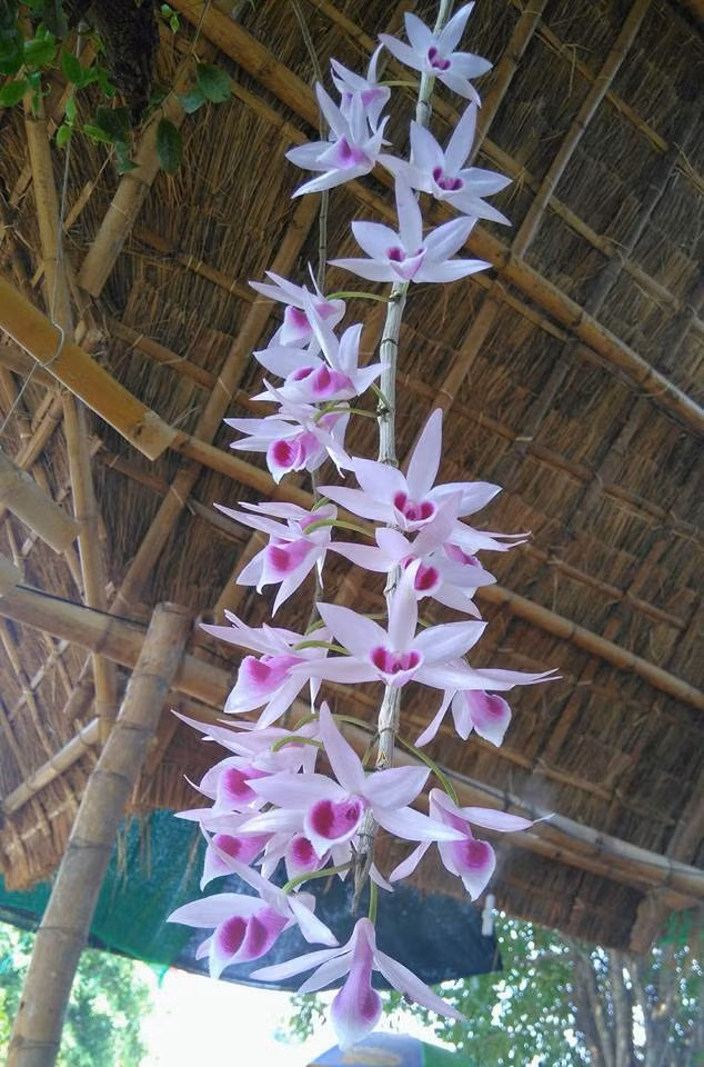 Lan phi diệp có tác dụng chữa chứng suy nhược cơ thể, thần kinh suy nhược, đau họng và yếu sinh lý ở nam giới. Ảnh: Blog cây cảnh.