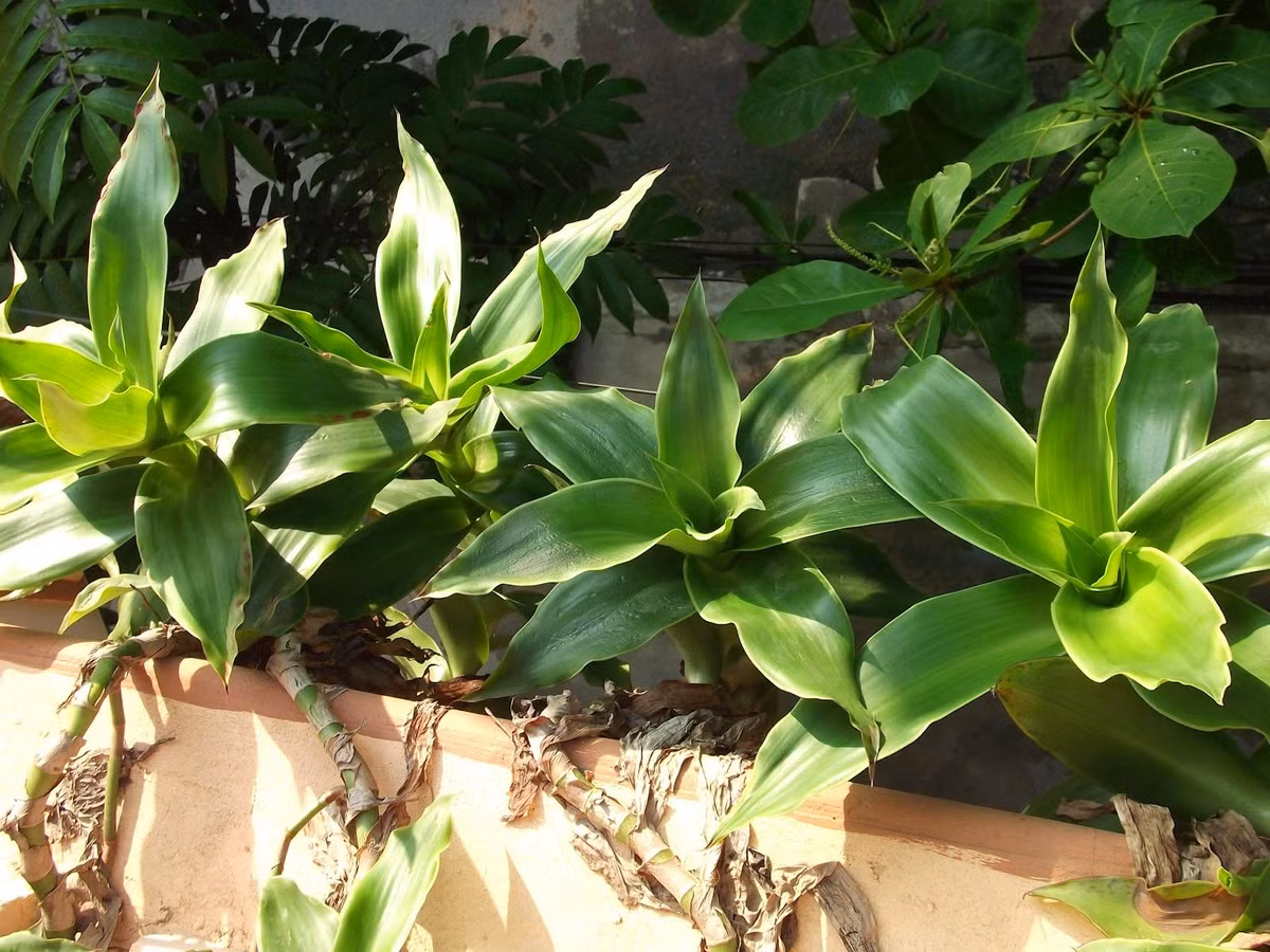 Khi bị sưng chân răng và nhức răng, hãy dùng 3 lá lược vàng nhai kỹ nuốt nước, còn bã đẩy nhẹ vào chỗ chân răng đau và ngậm. Một ngày làm 3 lần như vậy trước lúc ăn cơm sẽ giảm đau răng hoàn toàn. Ảnh: Vườn cây thuốc.