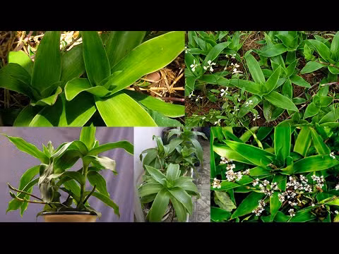 Loại dầu lược vàng dùng trị bệnh ngoài da hoặc để xoa chữa các chứng viêm khớp, cứng khớp hoặc bôi để xoa bóp giảm đau toàn thân rất hiệu quả. Ảnh: Blog cây thuốc.