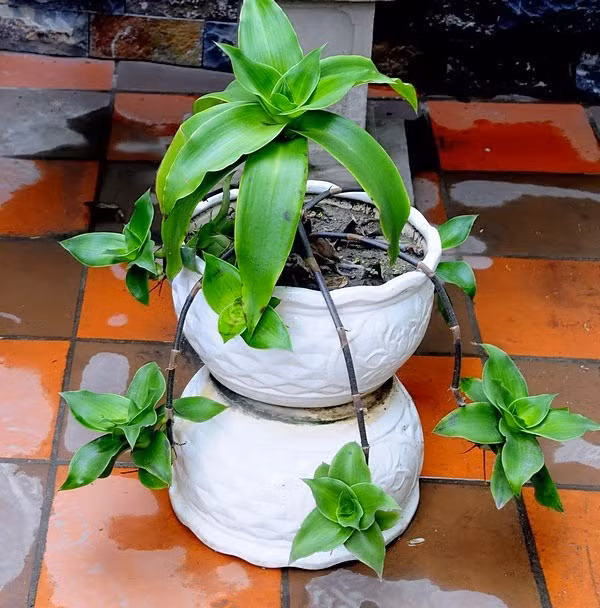 Lá lược vàng nhai kỹ thực hiện 3-4 lần trong ngày có thể chữa và làm giảm tình trạng ho khan kéo dài. Ảnh: Vườn cây thuốc. 