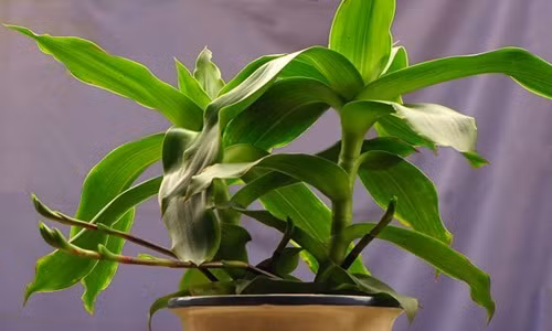 Lược vàng ngâm rượu: Bài thuốc từ cây lược vàng này cần 100g lá lược vàng tươi, 100g đốt, 100g mắt lược vàng và 0,5 lít rượu trắng. Ảnh: Cây cảnh vn.