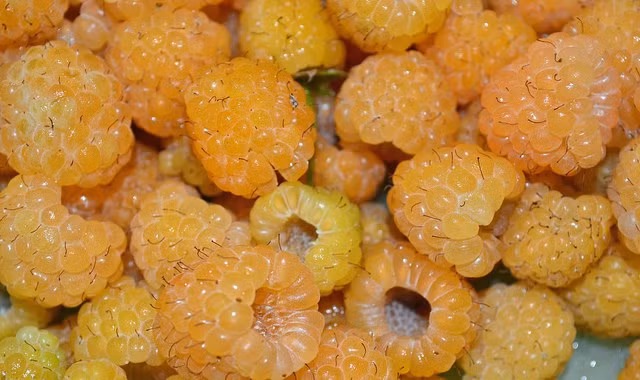 6. Mâm xôi da cam: Quả mâm xôi với nhiều dưỡng chất, vitamin, khoáng chất có khả năng giúp cơ thể ổn định đường huyết nên có thể nói là được xếp vào hàng thượng phẩm rất tốt cho các bệnh nhân mắc bệnh tiểu đường.