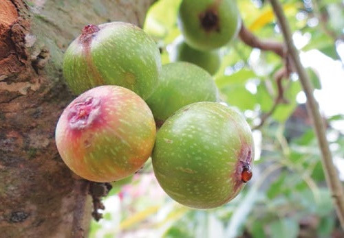 Cách 1, mỗi ngày bạn lấy 250g sung miếng sấy khô, sao vàng sắc cùng 4 bát nước tới khi cạn còn 1 bát thì chắt ra chia uống 2 lần trong ngày vào sáng và tối.