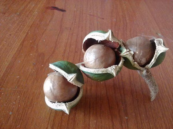 Những người bị bệnh ung thư cũng nên ăn 10 - 15 hạt mắc ca mỗi ngày vì chất chống oxy hóa tự nhiên trong hạt này có khả năng ngăn chặn và hủy diệt các gốc tự do, phòng chống bệnh ung thư rất tốt.