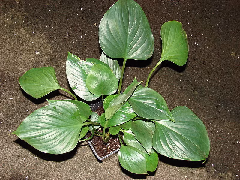 Cây thiên niên kiện là vị thuốc giúp gân cốt được tăng cường, chữa các chứng tê mỏi chân tay, người già bị đau xương đau khớp, mình mẩy ê ẩm, phong tê thấp, viêm khớp rất hiệu nghiệm.