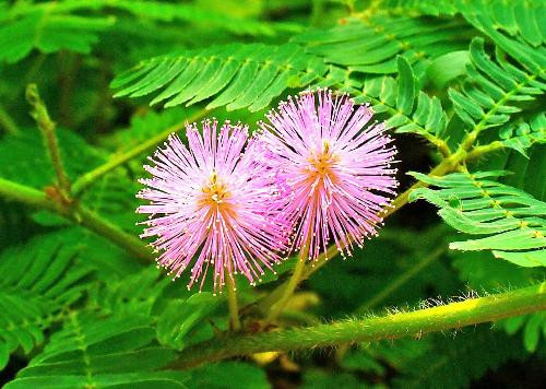 Cây xấu hổ mọc dại ở các vùng quê Việt có nhiều công dụng chữa bệnh đau nhức xương khớp rất tốt. Phần rễ cây xấu hổ chính là bộ phận được dùng để chữa bệnh tốt nhất.