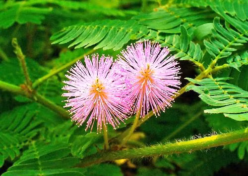 Cây xấu hổ mọc dại ở các vùng quê Việt có nhiều công dụng chữa bệnh đau nhức xương khớp rất tốt. Phần rễ cây xấu hổ chính là bộ phận được dùng để chữa bệnh tốt nhất.