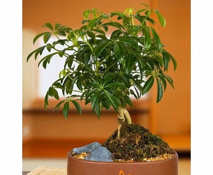 Cây ngũ gia bì dùng vỏ thân hay vỏ rễ, dạng sắc hoặc ngâm rượu, chữa phong thấp, làm mạnh gân cốt, tăng lực rất tốt.