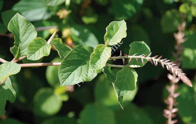 Cây cỏ xước dùng cả cây và rễ sắc nước uống chữa sưng khớp gối, đau nhức gân cốt, đau lưng.