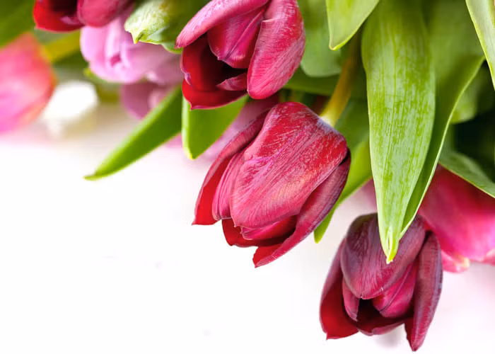  Gợi ý đầu tiên là giống hoa tuylip: Đây là loại hoa trồng bằng củ có giống nhập từ Hà Lan. Tại nước ta thời điểm này có tới 8 màu hoa tuyệt đẹp để bạn chọn lựa tùy sở thích. Ảnh: Làm vườn.